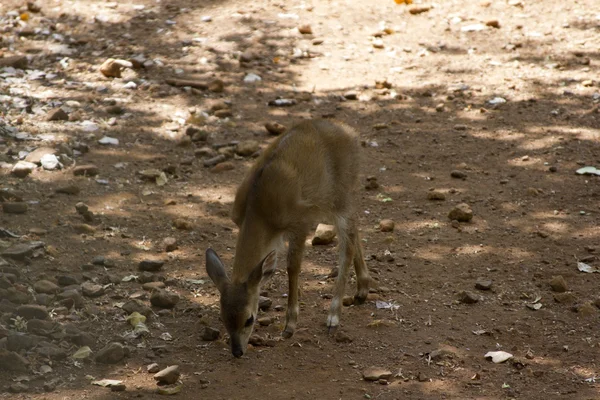 Unga vackra rommen i djungeln av Indien. Indien Goa. Sikahjort i jungls i Indien Goa — Stockfoto