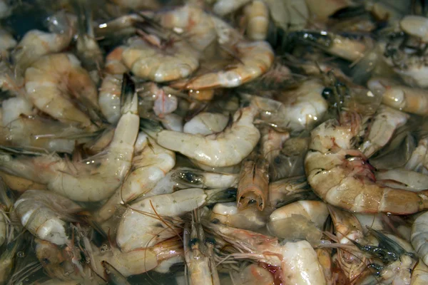 Crevettes fraîches sur un marché aux poissons en Inde, Goa — Photo