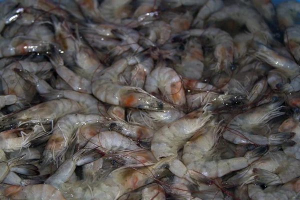 Φρέσκα γαρίδες σε αγορά ψαριών στην Ινδία, Γκόα — Φωτογραφία Αρχείου