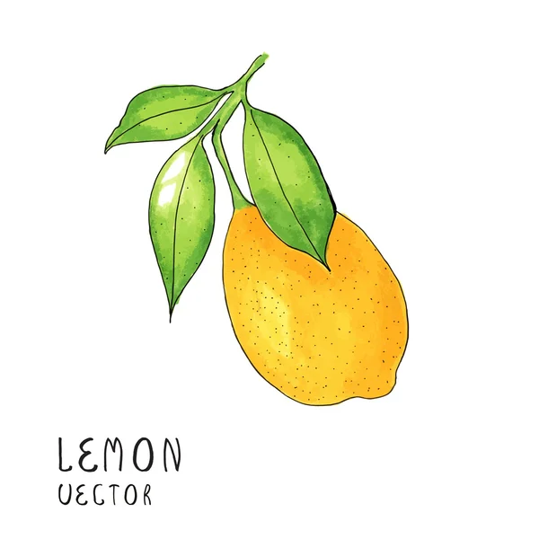 Rama de limonero, pintura de acuarela sobre fondo blanco, ilustración vectorial — Archivo Imágenes Vectoriales