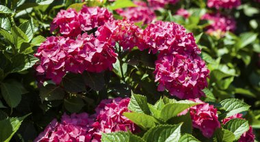 Güzel ortanca bush bahçede