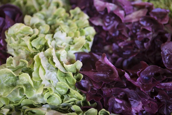 Salade mix met rucola, frisee, radicchio en sla. — Stockfoto