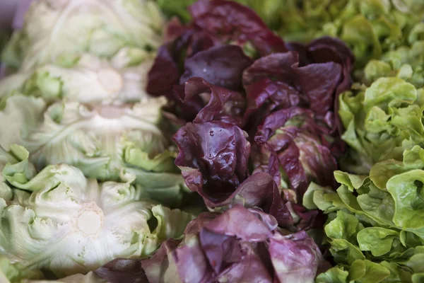 Mezcla de ensaladas con rúcula, frisee, radicchio y lechuga . — Foto de Stock