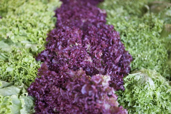 Mezcla de ensaladas con rúcula, frisee, radicchio y lechuga . — Foto de Stock