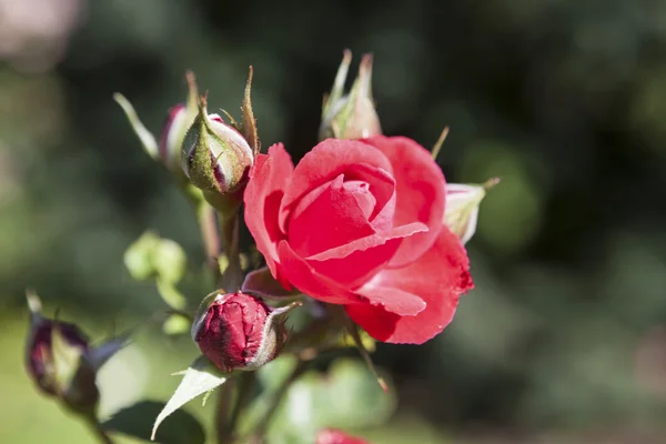 Hermosa rosa roja en el macizo de flores —  Fotos de Stock