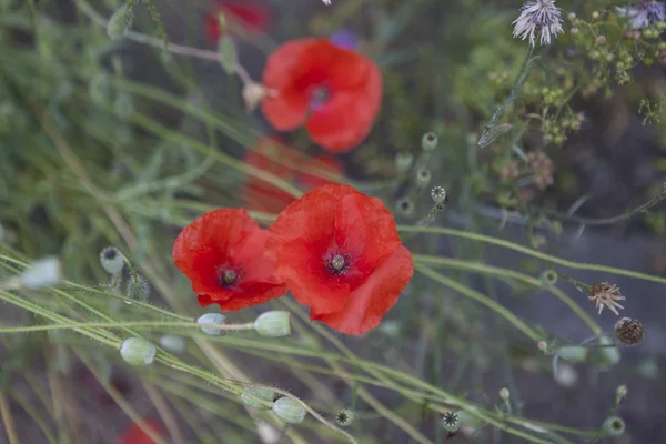 아름 다운 정원에서 풀밭에 빨간 양 귀 비 — 스톡 사진