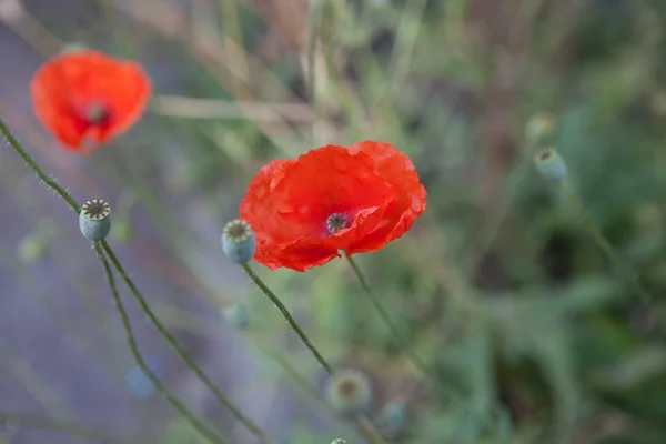 Beautiful red poppies on the meadow in the garden — Stock Photo, Image