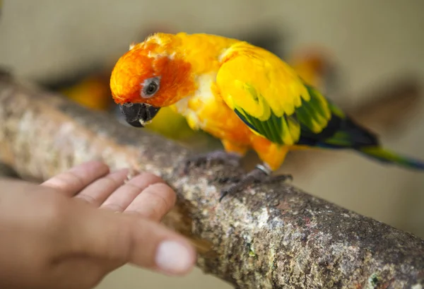 美しい黄緑色の有色のオウムが彼の手で食べ物を食べる. — ストック写真