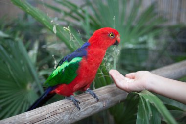 Güzel kırmızı Eclectus papağanı elleriyle yemek yiyor.