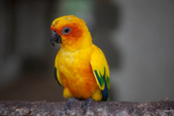 美しい赤オオハナインコ オウムの止まり木に座って. — ストック写真