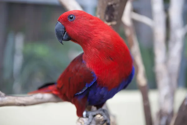 Beautiful red Eclectus parrot sitting on a perch. — Stock Photo, Image