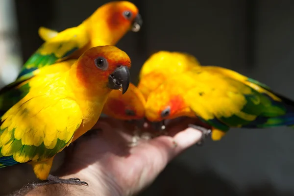 Bello giallo-verde Eclectus pappagalli mangia cibo con le mani . — Foto Stock