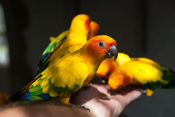 Όμορφο κίτρινο-πράσινο παπαγάλοι Eclectus τρώει την τροφή με τα χέρια του. — Φωτογραφία Αρχείου