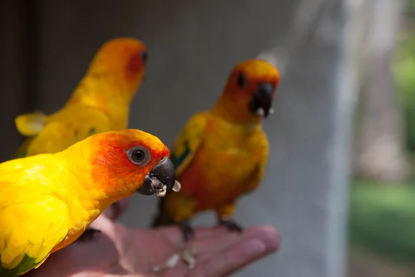 Bello giallo-verde Eclectus pappagalli mangia cibo con le mani . — Foto Stock