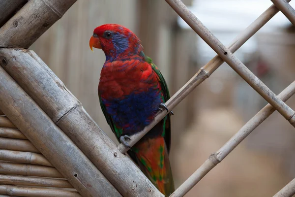 Krásný červený Eclectus papoušek sedí na bidýlku. — Stock fotografie