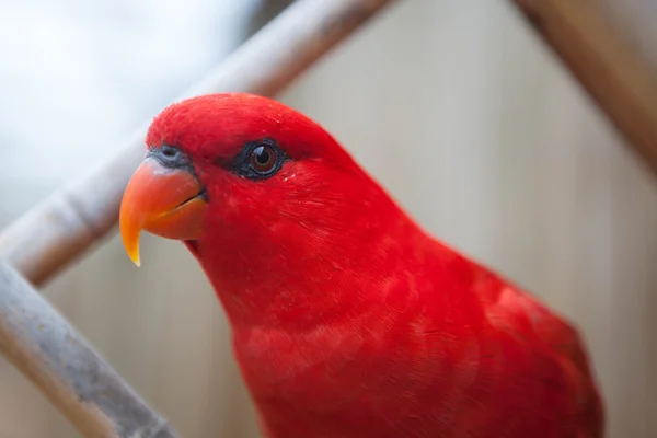 농 어에 앉아 아름 다운 붉은 Eclectus 앵무새. — 스톡 사진