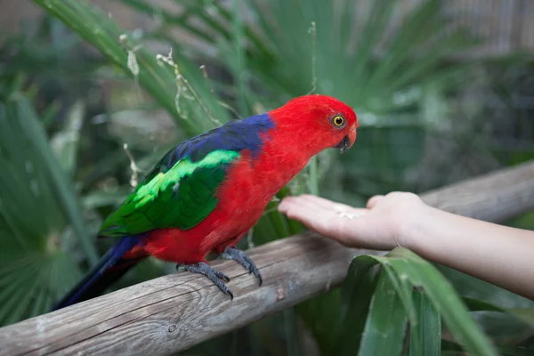 Bellissimo pappagallo rosso Eclectus mangia cibo con le mani . — Foto Stock