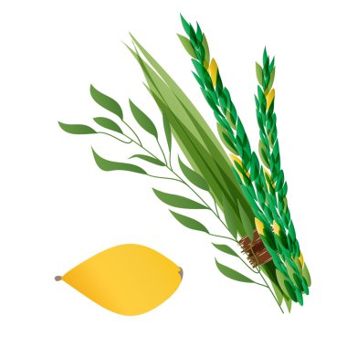 Vetor illustration of four species - palm, willow, myrtle , lemon - symbols of Jewish holiday Sukkot.  clipart