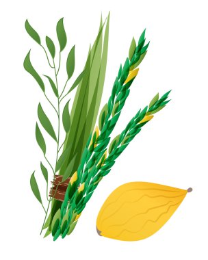 Dört tür - palm, willow, myrtle, limon - semboller Yahudi tatil Sukkot Vetor çizimi.