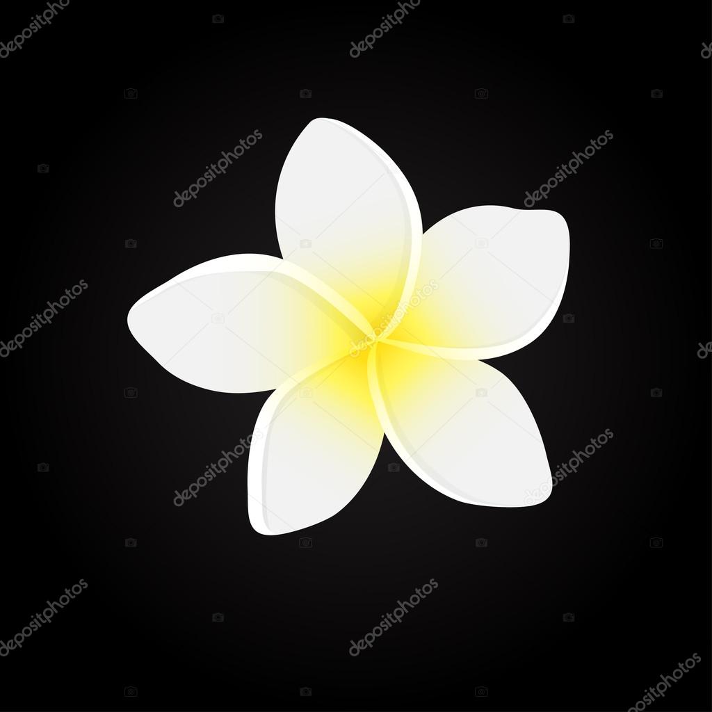  Vector illustration of white Frangipani flowers