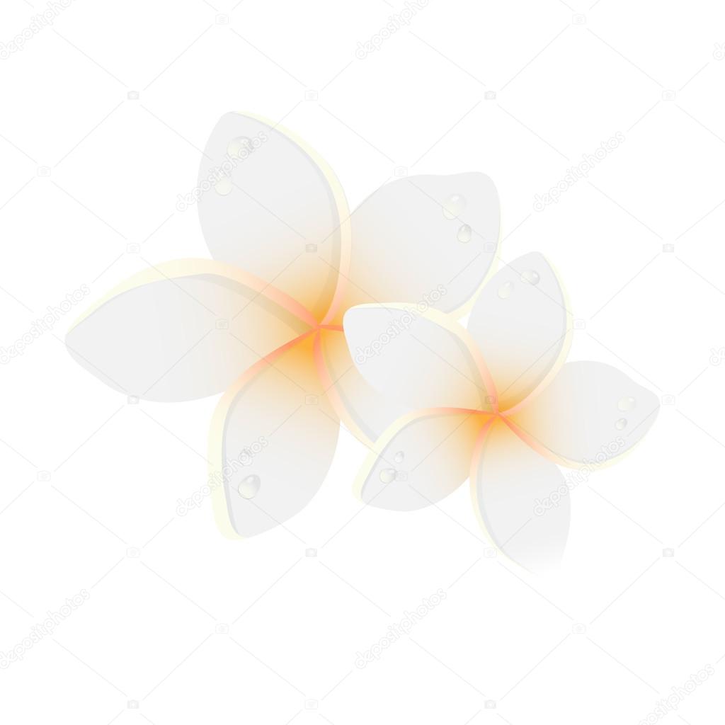 Vector illustration of white Two Frangipani flowers