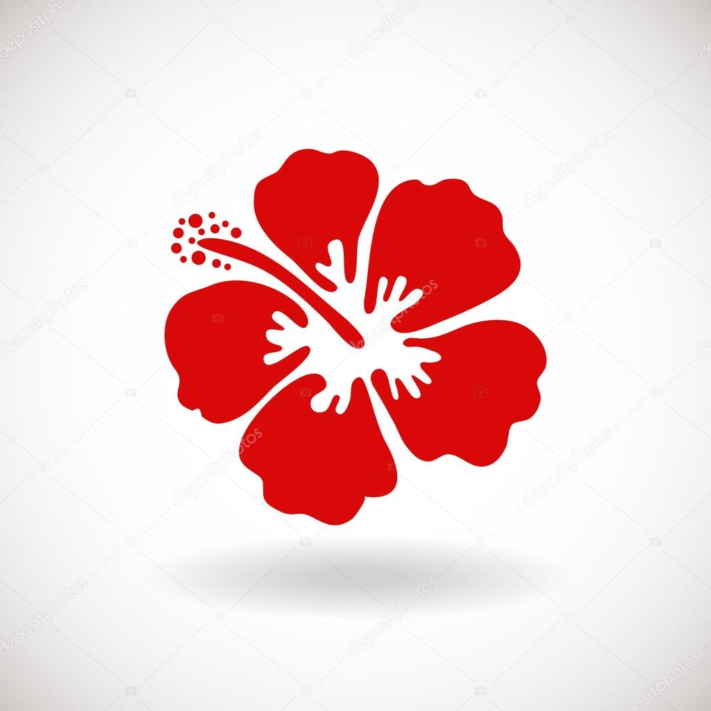 Red Hibiscus flower on white background. 