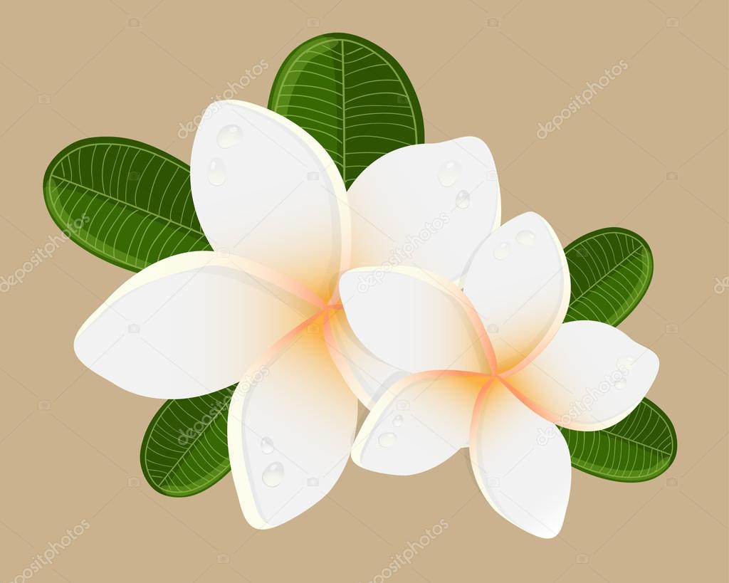 Vector illustration of white Two Frangipani flowers