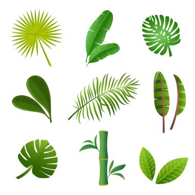 Tropik bitkiler ayarlanır. Yeşil yaprakların vektör illüstrasyonu. 