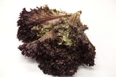 Lollo rosso beyaz zemin üzerine Yeşil taze demet. Modern insan için en iyi sağlıklı kahvaltı