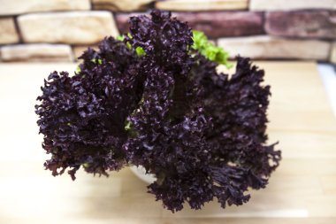 Ülke mutfak ahşap arka plan üzerinde bir tencerede salatası yeşil yeni lollo rosso. Modern insan için en iyi sağlıklı kahvaltı.