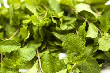 Taze parlak sulu yaprakları nane beyaz bir arka plan üzerinde.