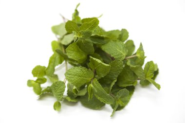 Taze parlak sulu yaprakları nane beyaz bir arka plan üzerinde.