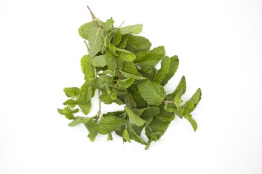 Taze parlak sulu yaprakları nane beyaz bir arka plan üzerinde.