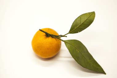 Taze sulu lezzetli Sicilya mandalina beyaz zemin üzerinde bir yeşillik şubesi ile.