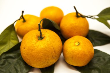 Taze sulu lezzetli Sicilya mandalina beyaz zemin üzerinde bir yeşillik şubesi ile.