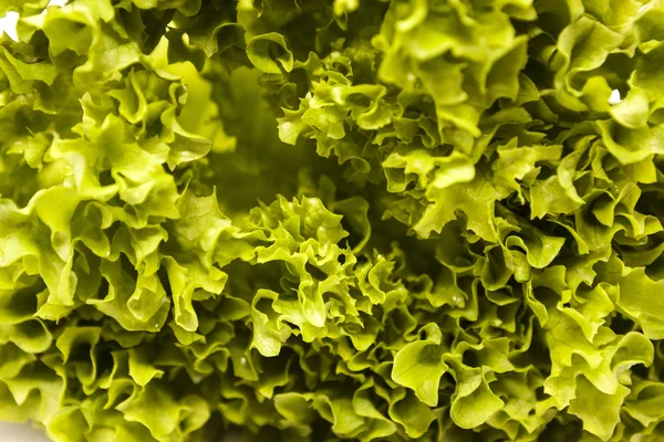 Green fresh linking of lettuce salad close up. The best healthy breakfast for the modern person.