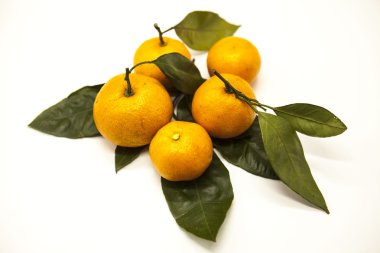 Taze sulu lezzetli Sicilya mandalina beyaz zemin üzerinde bir yeşillik şubesi ile.