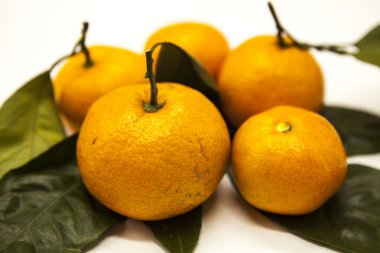 Taze sulu lezzetli Sicilya mandalina beyaz zemin üzerinde bir yeşillik şubesi ile.