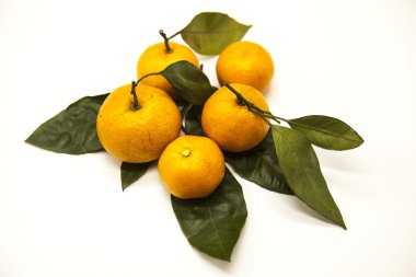 Taze sulu lezzetli Sicilya mandalina beyaz zemin üzerinde bir yeşillik şubesi ile.