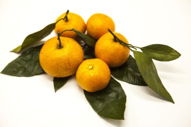 Taze sulu lezzetli Sicilya mandalina beyaz zemin üzerinde bir yeşillik şubesi ile.