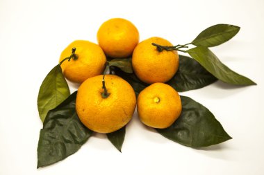 Taze sulu lezzetli Sicilya mandalina beyaz zemin üzerinde bir yeşillik şubesi ile.