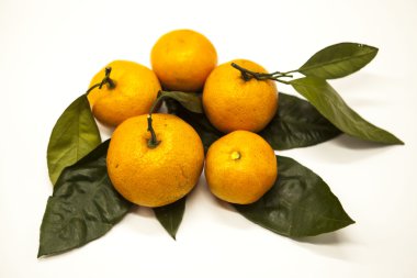 Taze sulu lezzetli Sicilya mandalina beyaz zemin üzerinde bir yeşillik şubesi ile.