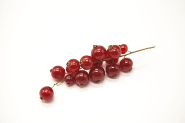 Frenk üzümü sulu taze dalı parlak beyaz bir arka plan üzerinde kapat.