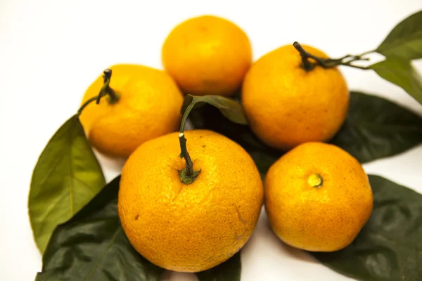 Frescos jugosos sabrosos mandarinas sicilianas con una rama de follaje sobre un fondo blanco . — Foto de Stock