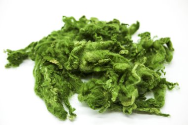 Beyaz bir arka plan Avustralya koyun yünü Merinos doğurmak yakın çekim yeşil parça