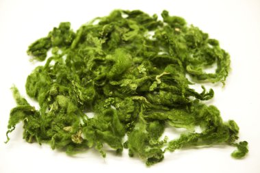 Beyaz bir arka plan Avustralya koyun yünü Merinos doğurmak yakın çekim parlak yeşil parça