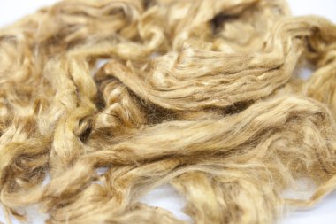 Beyaz bir arka plan Avustralya koyun yünü Merinos doğurmak yakın çekim safran parça