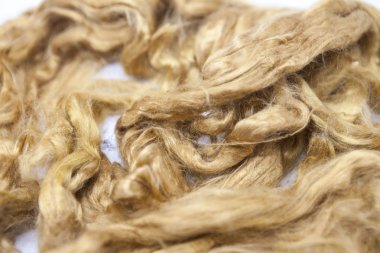 Beyaz bir arka plan Avustralya koyun yünü Merinos doğurmak yakın çekim safran parça