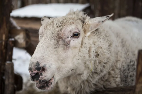 Grande ovelha na neve no inverno em um abrigo em uma fazenda rústica . — Fotografia de Stock