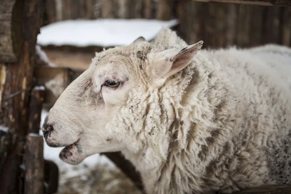 Grande ovelha na neve no inverno em um abrigo em uma fazenda rústica . — Fotografia de Stock